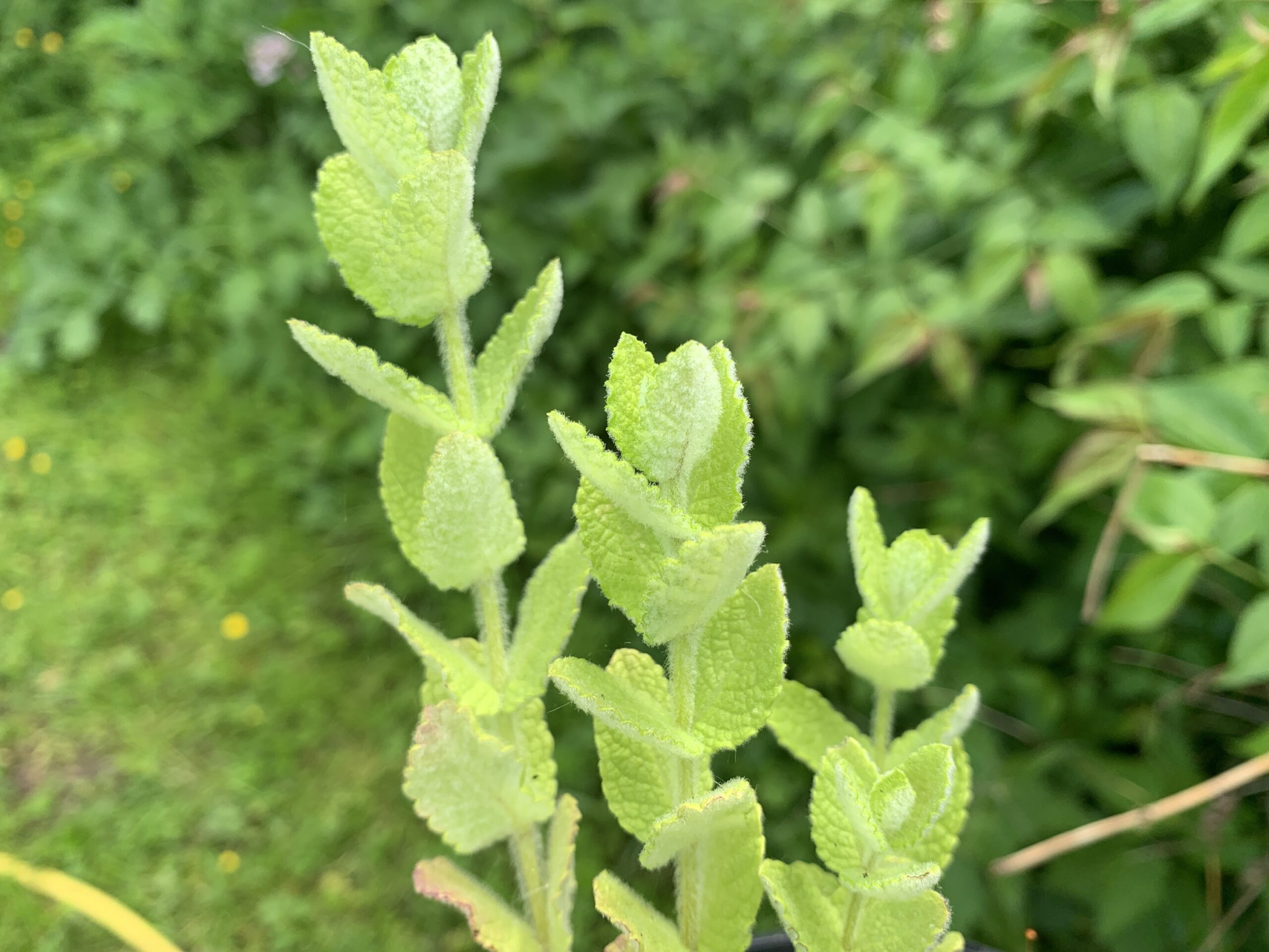 Menthe "Buddleia" - (Mentha longifolia)