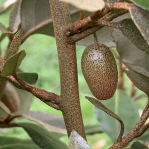 Chalef - (Elaeagnus ×ebbingei)