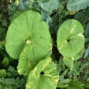 Pétasite du Japon "Giganteus" - (Petasites japonicus)