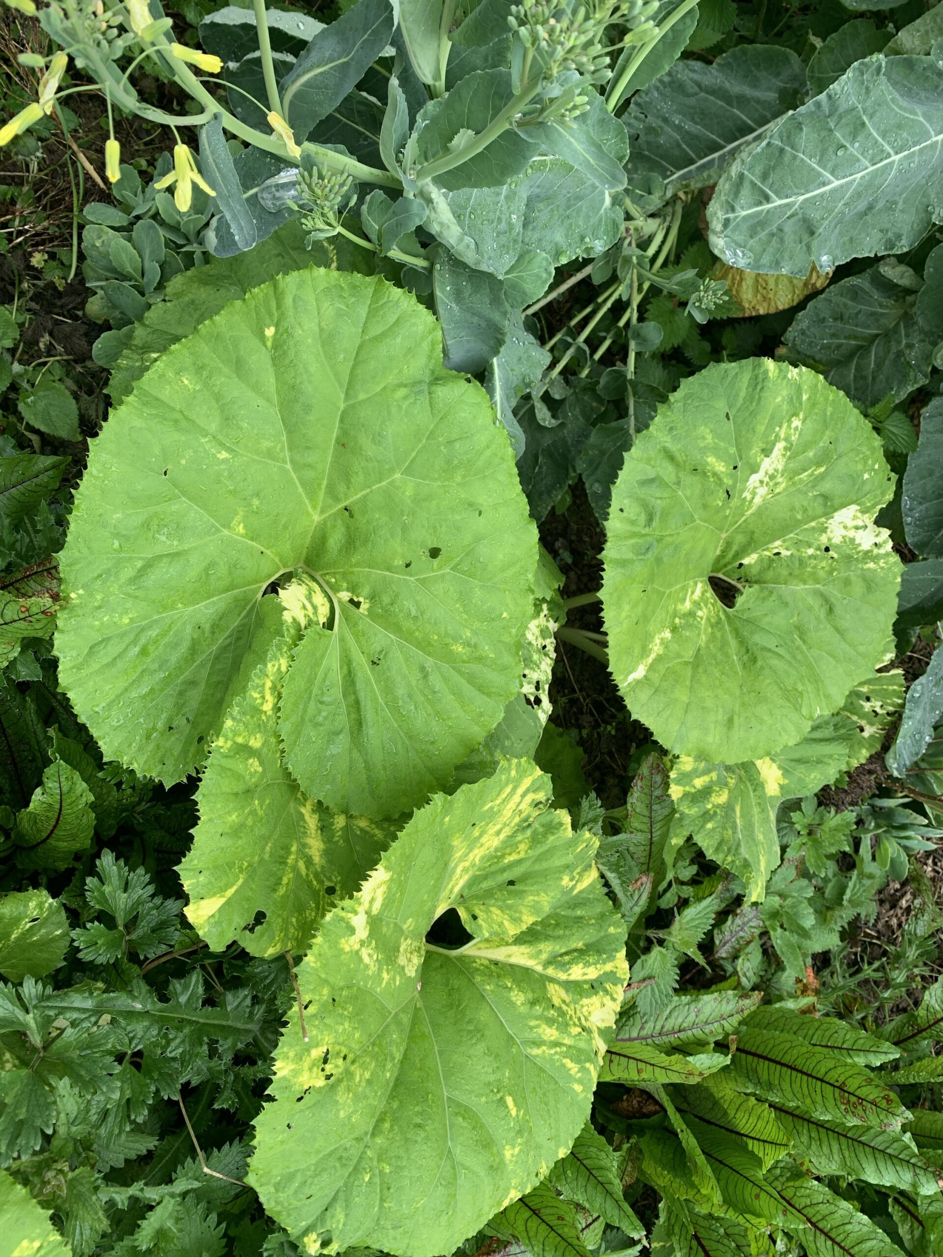 Pétasite du Japon "Giganteus" - (Petasites japonicus)