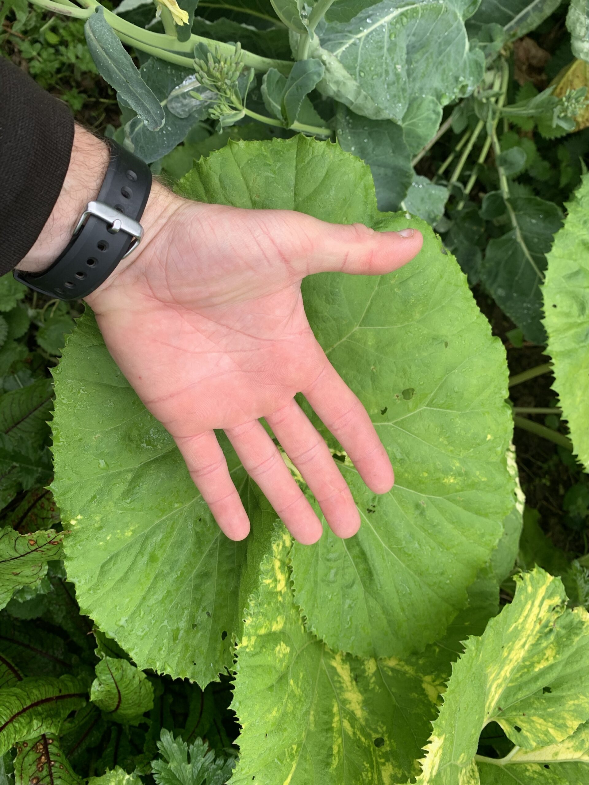 Pétasite du Japon “Giganteus” – (Petasites japonicus)