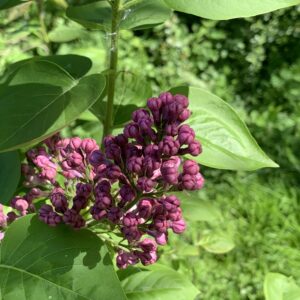 Lilas "Belle de Nancy" - (Syringa vulgaris)