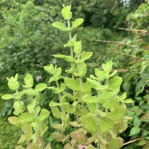 Menthe "Banane" - (Mentha arvensis)
