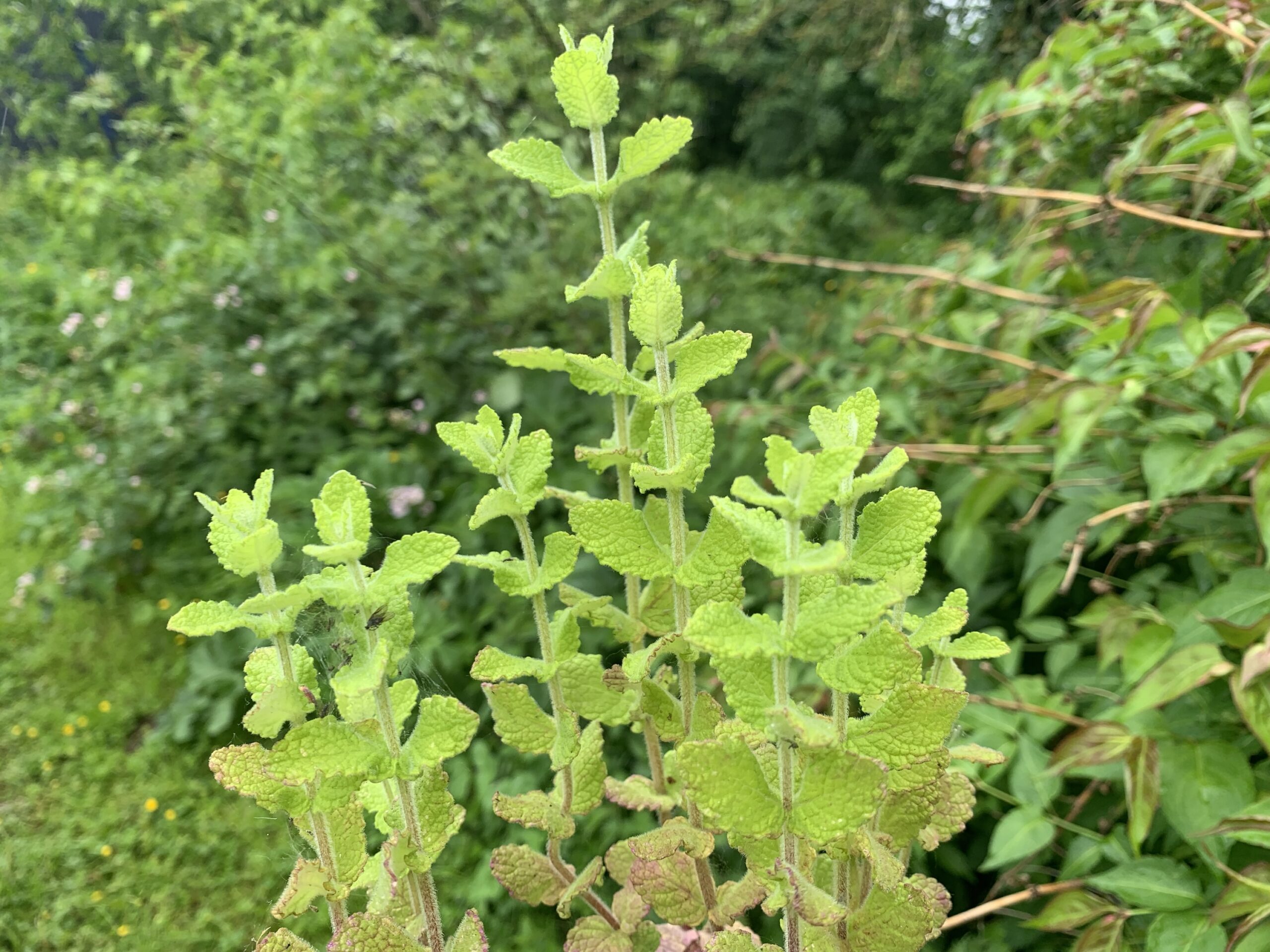Menthe "Banane" - (Mentha arvensis)