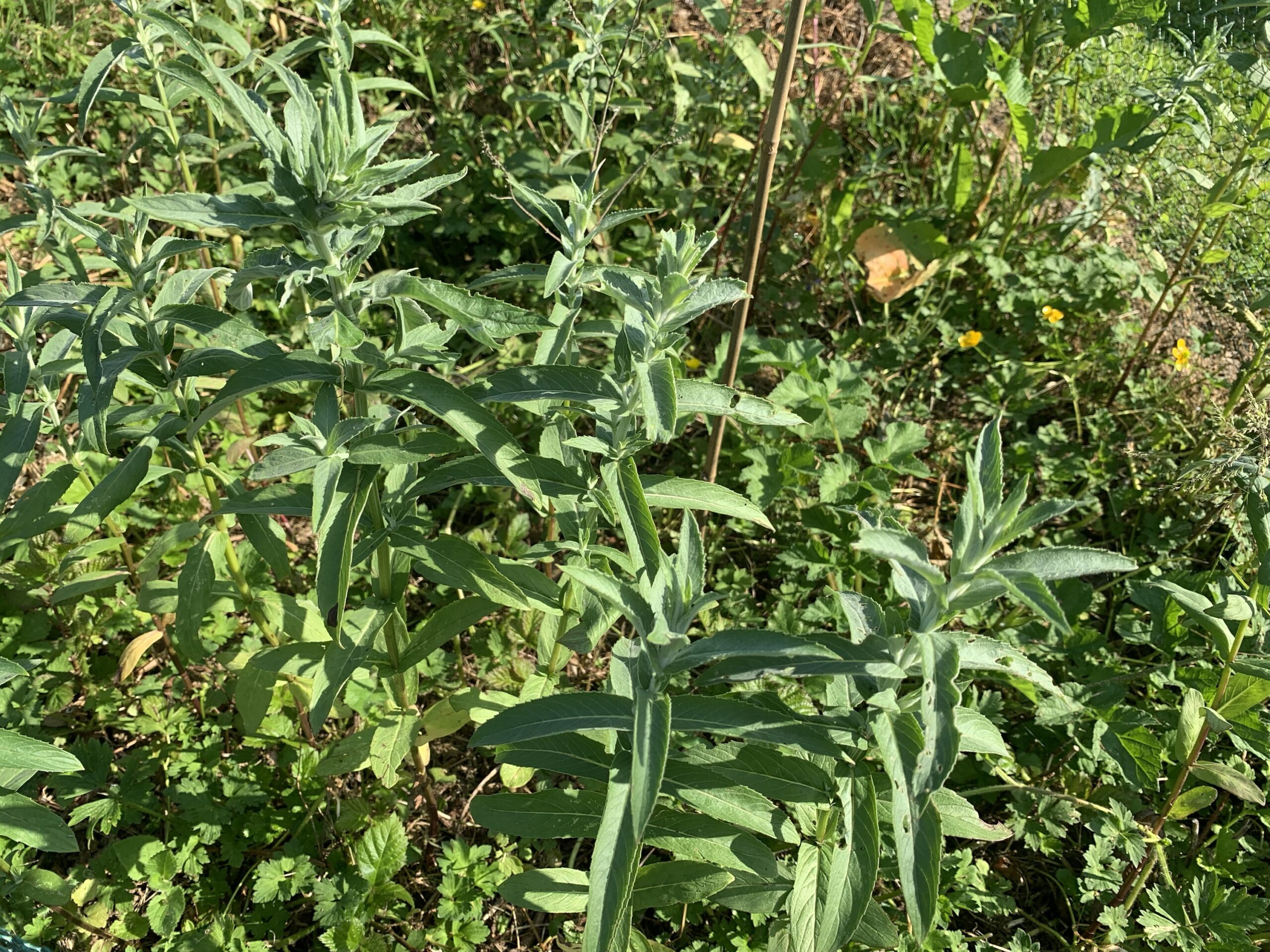 Menthe « Asiatique » – (Mentha asiatica)
