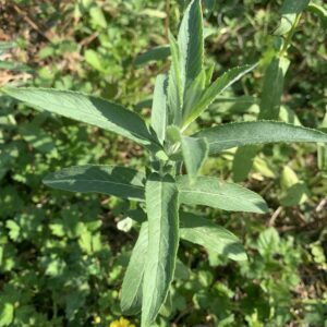 Menthe "Asiatique" - (Mentha asiatica)