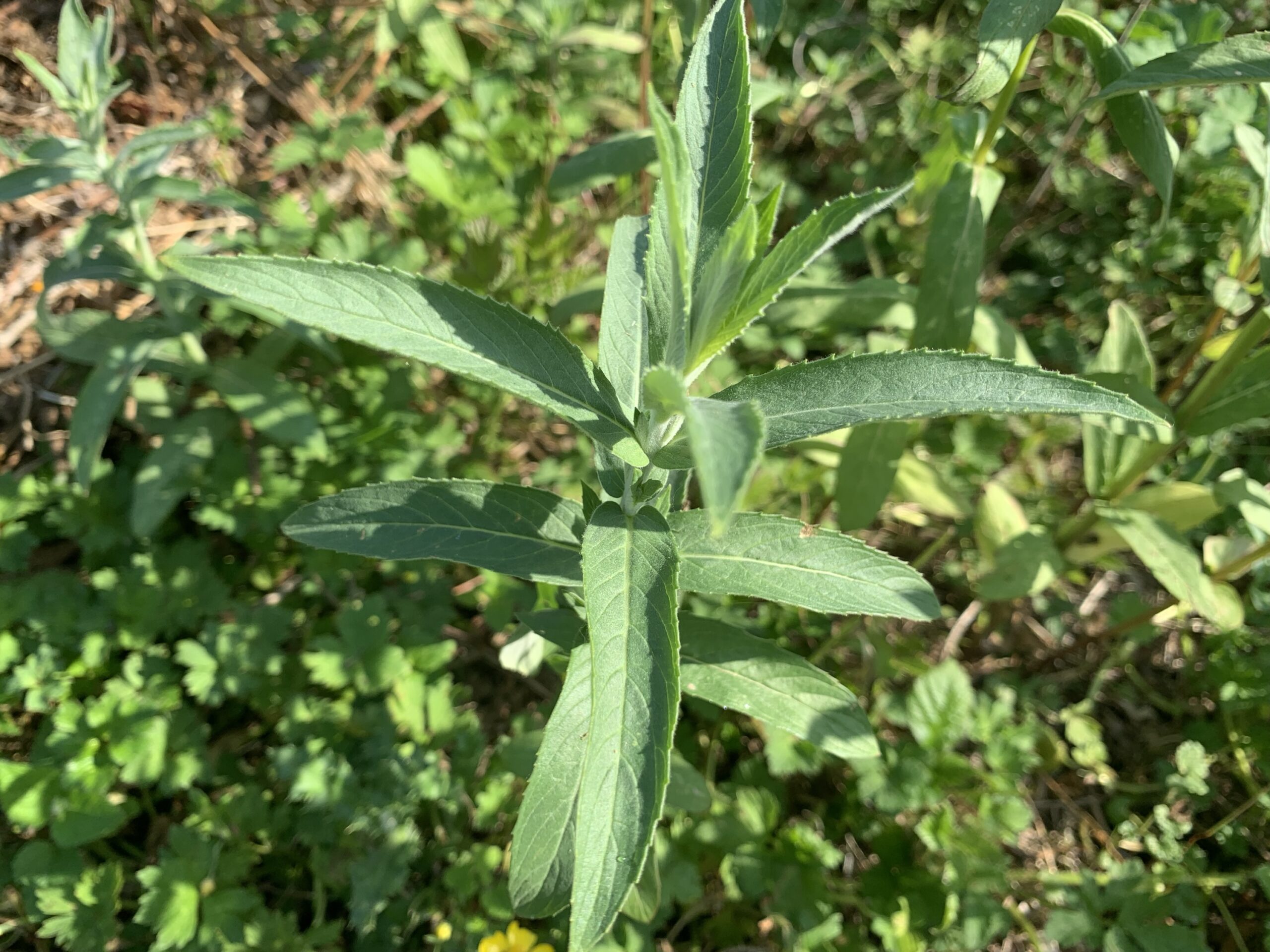 Menthe "Asiatique" - (Mentha asiatica)