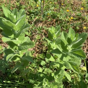 Menthe "Pine Apple Mint" - (Mentha suaveolens)