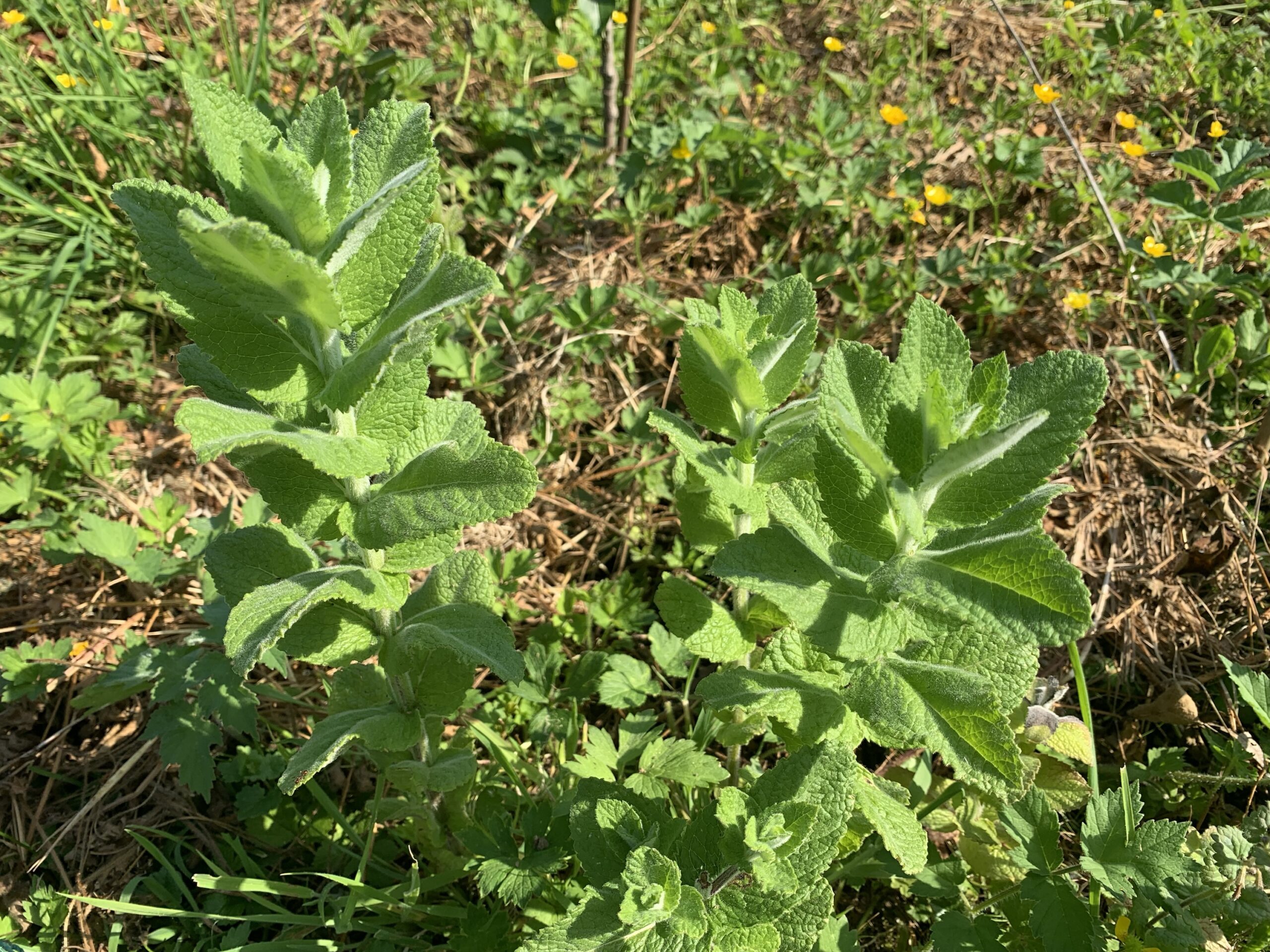Menthe "Pine Apple Mint" - (Mentha suaveolens)