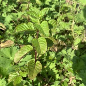 Menthe "Orange Fresh" - (Mentha x piperita)