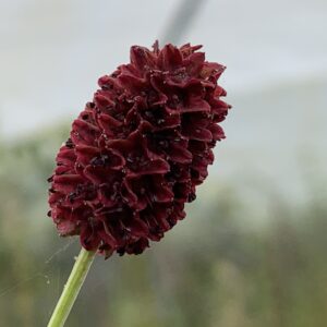 Grande Pimprenelle - (Sanguisorba officinalis)