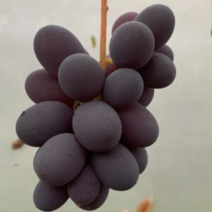 Vigne "Isabella sans pépins" - (Vitis)