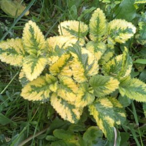 Mélisse officinale "Aurea"- (Melissa officinalis)
