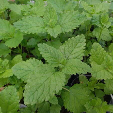 Mélisse officinale - (Melissa officinalis)