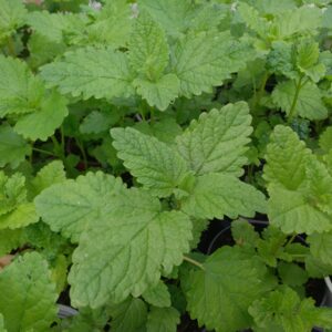 Mélisse officinale - (Melissa officinalis)