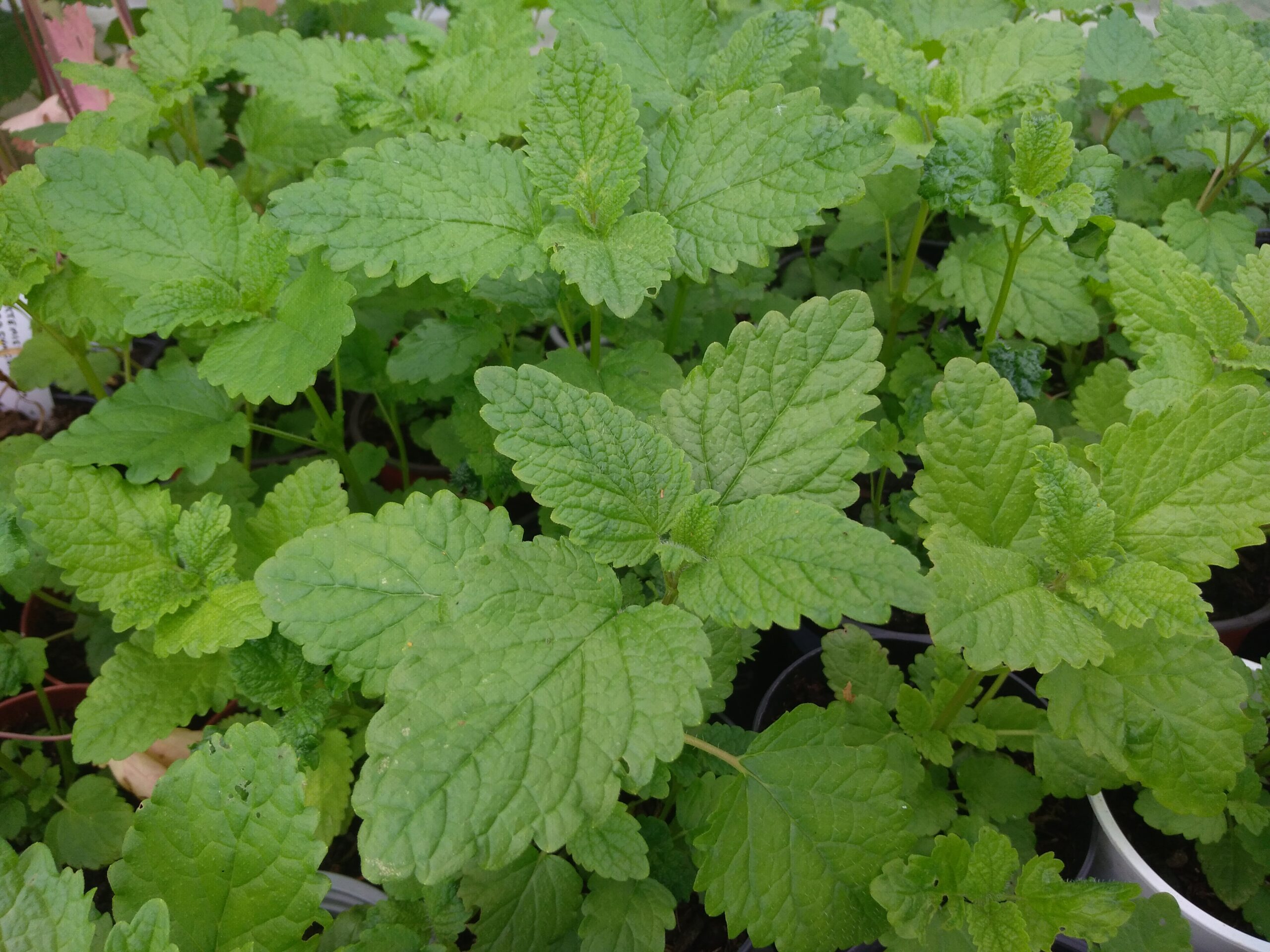 Mélisse officinale - (Melissa officinalis)