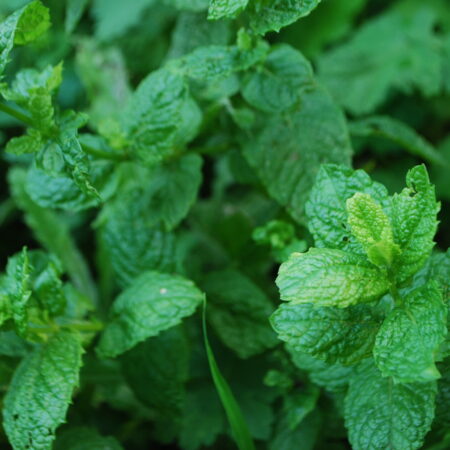 Menthe "Marocaine" - (Mentha spicata ‘nanah')