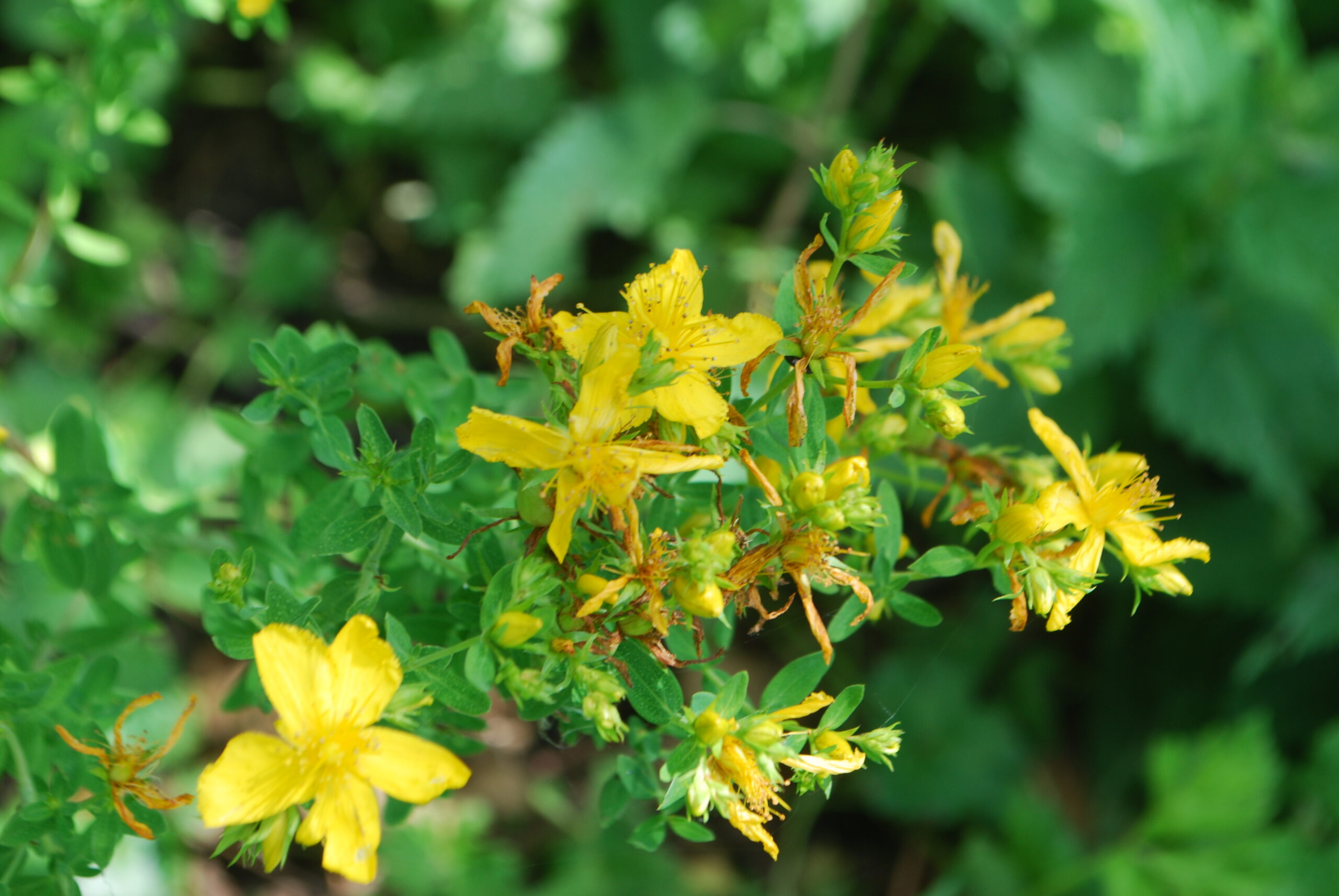 Millepertuis officinal – (Hypericum perforatum)