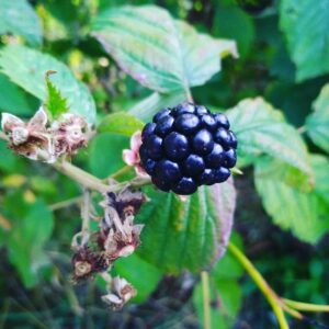Mûriers - Rubus