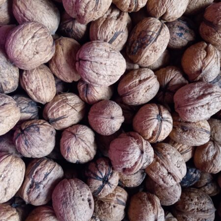 Noyer commun - (Juglans regia)