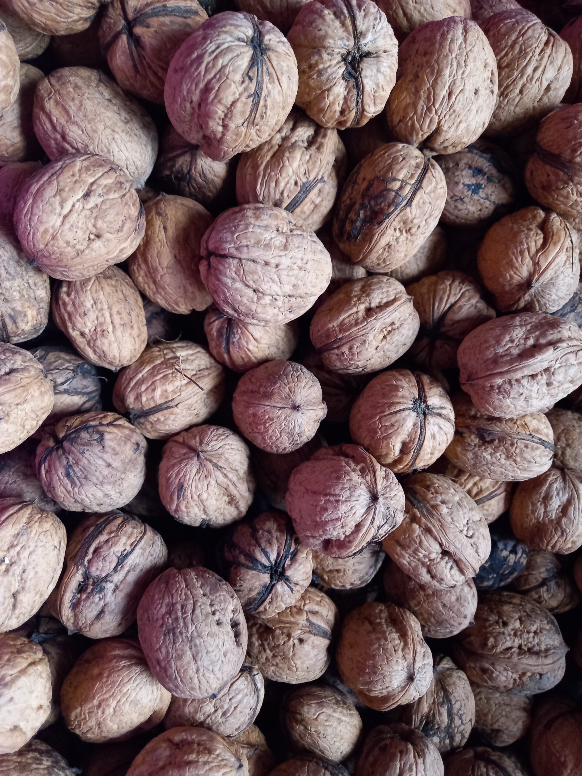 Noyer commun - (Juglans regia)