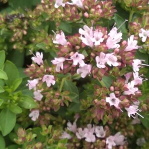 Origan "Compactum" - (Origanum vulgare)