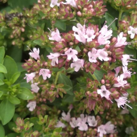 Origan "Compactum" - (Origanum vulgare)