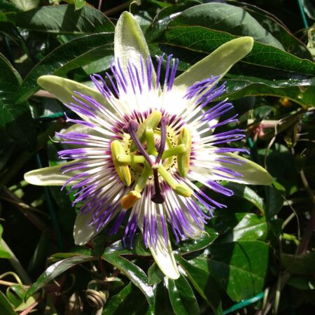 Passiflore bleue - (Passiflora caerulea)