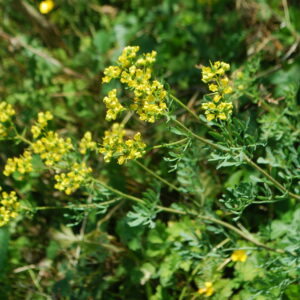 Rue - (Ruta graveolens)