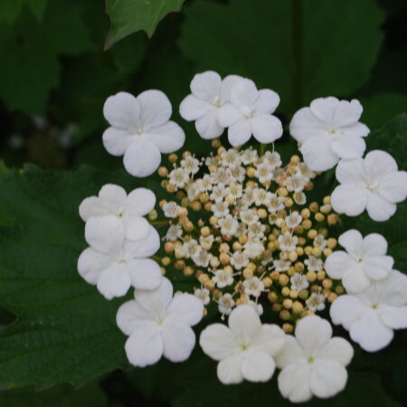 Viorne obier - (Viburnum opulus)