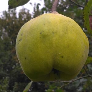 Cognassier "Monstrueux de Vranja" - (Cydonia oblonga)