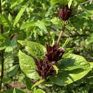Arbre aux anémones - (Calycanthus floridus)