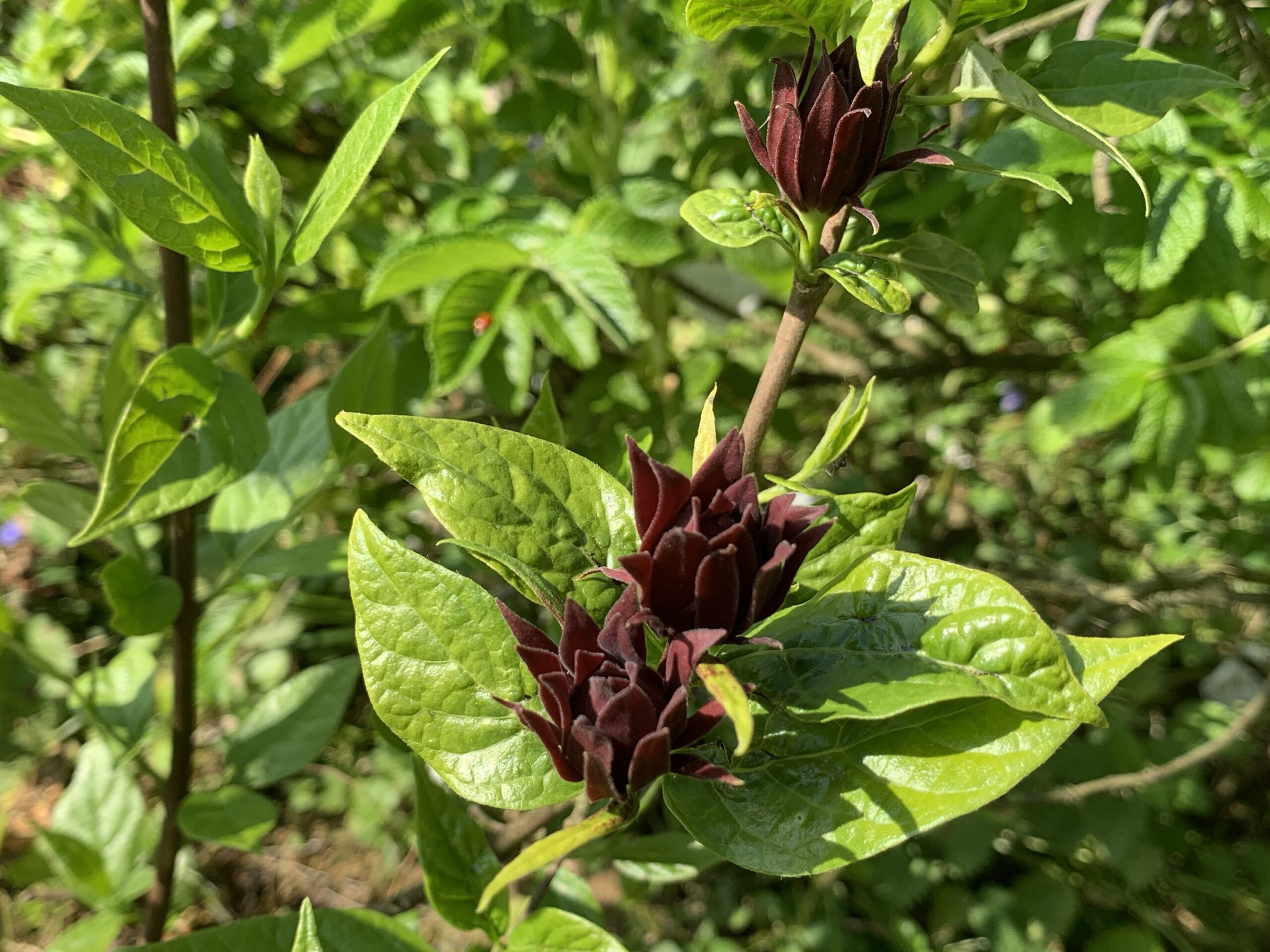 Arbre aux anémones - (Calycanthus floridus)