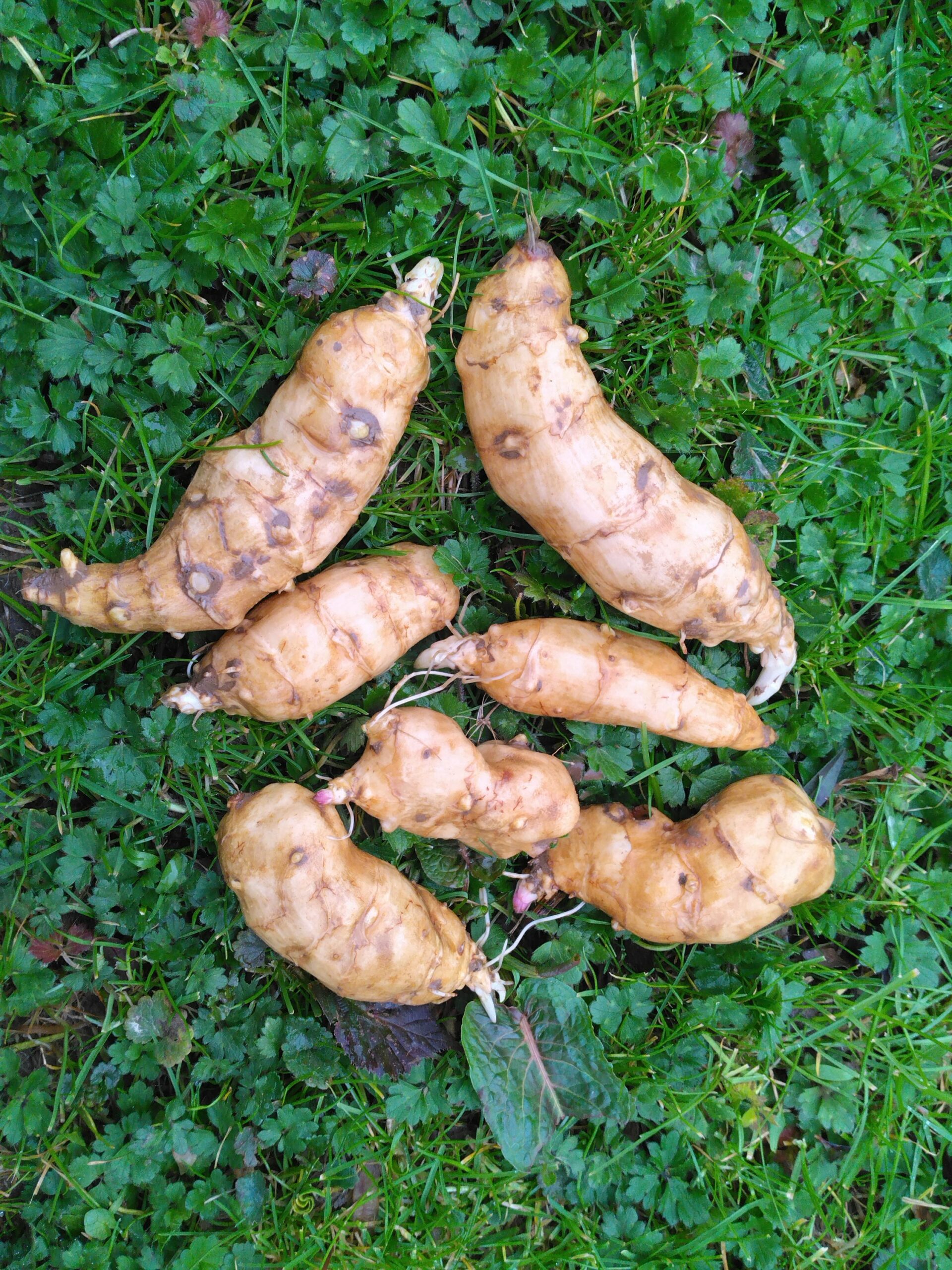 Hélianthis – (Helianthus strumosus)