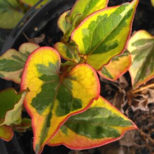 Poivre de Chine "Chameleon" - (Houttuynia cordata)