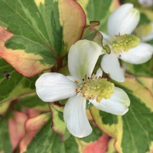 Poivre de Chine "Chameleon" - (Houttuynia cordata)
