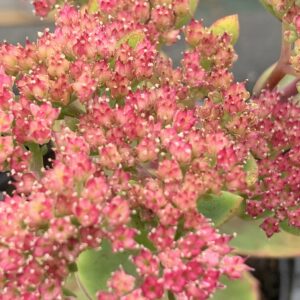Sedum "Munstead Purple" - Hylotelephium telephium