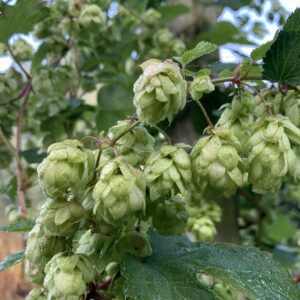 Houblon - (Humulus lupulus)