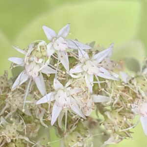 Sedum "Iceberg" - (Hylotelephium spectabile)
