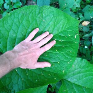 Bourrache du Caucase - (Trachystemon orientalis)