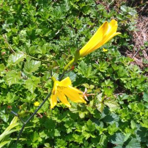 Lys d'un jour - (Hemerocallis altissima)