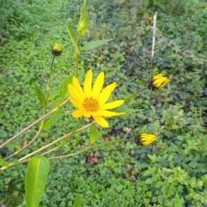 Hélianthis - (Helianthus strumosus)