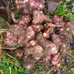 Topinambour - (Helianthus tuberosus)