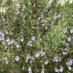 Romarin - (Salvia rosmarinus)