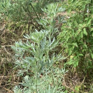 Absinthe - (Artemisia absinthium)