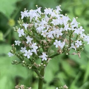 Valériane officinale - (Valeriana officinalis)