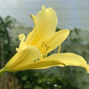 Lys d'un jour - (Hemerocallis altissima)