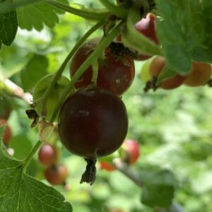 Casseille "Anita" - (Ribes × nidigrolaria)
