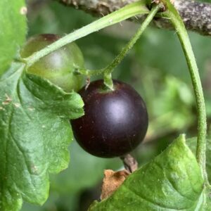 Casseille "JostaBerry"