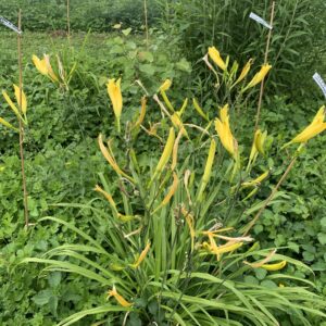 Lys d'un jour - (Hemerocallis altissima)